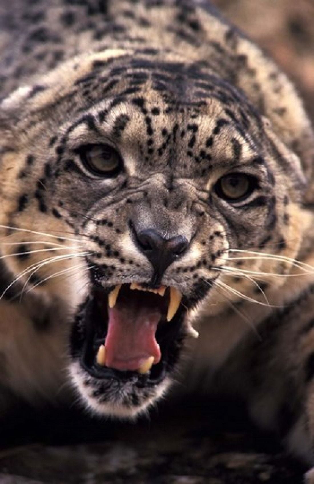 Tibet Snow Leopard captive Canvas Art - Stuart Westmorland DanitaDelimont (18 x 27)