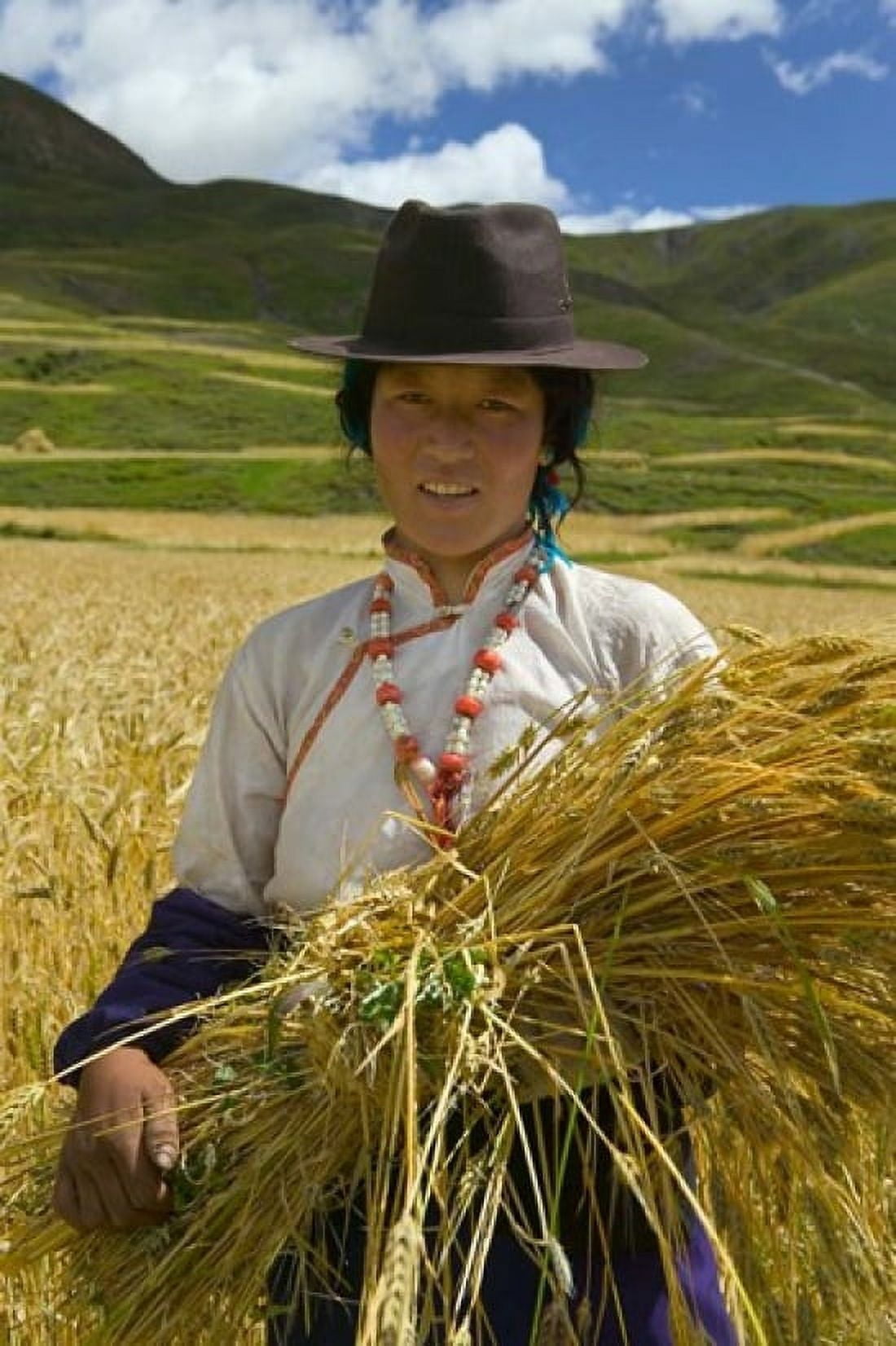 Tibetan Farmer Harvesting Barley East Himalayas Tibet China Canvas Art - Keren Su DanitaDelimont (23 x 34)