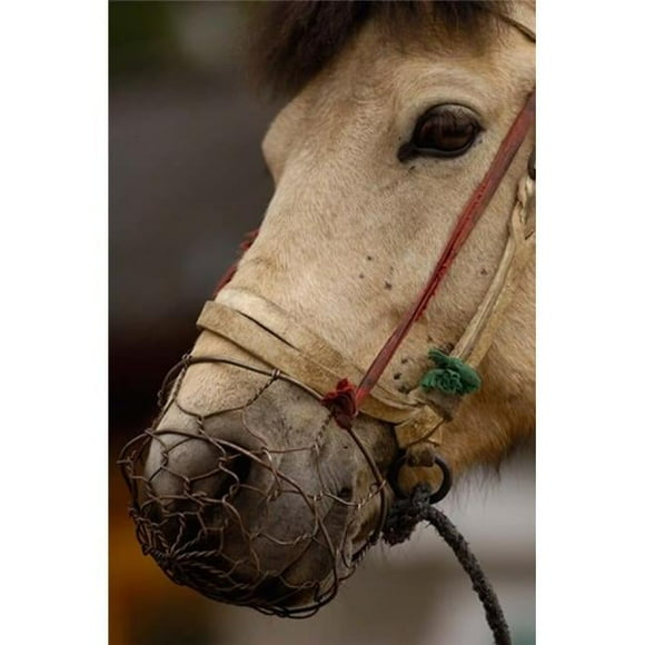Tibetan Horse China Poster Print by Pete Oxford Danitadelimont - 25 x 38 in.