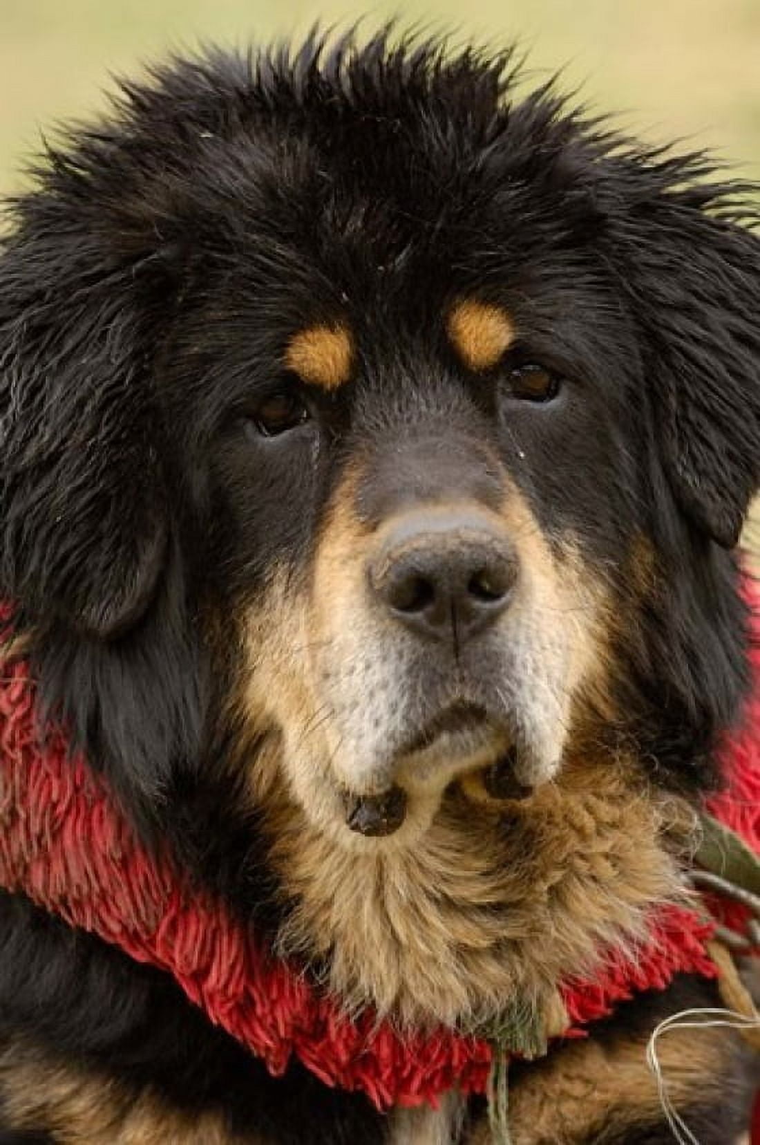 Tibetan Mastiff Dog at the Horse Racing Festival Zhongdian Deqin Tibetan Autonomous Prefecture Yunnan Province China Canvas Art - Pete Oxford DanitaDelimont (25 x 38)