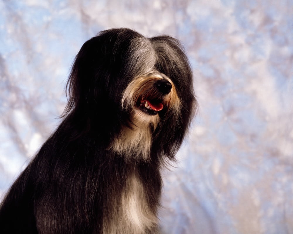 Tibetan Terrier Canvas Art - The Irish Image Collection Design Pics (17 x 13)