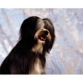thumbnail image 1 of Tibetan Terrier Poster Print, 1 of 2