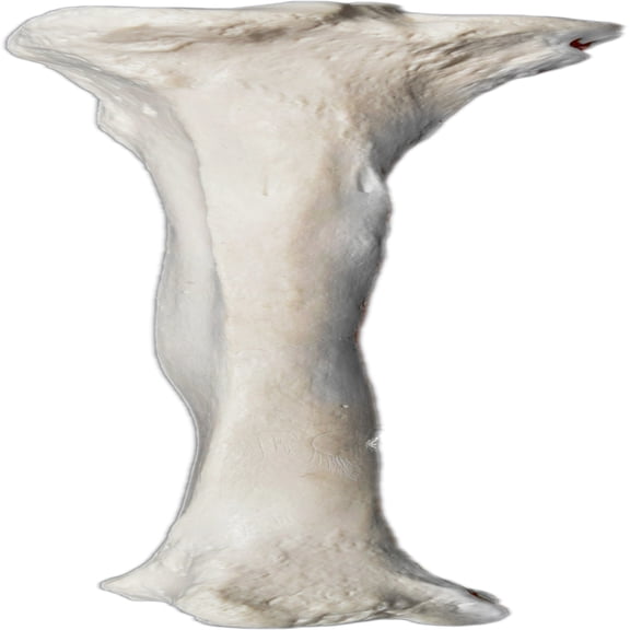 Tibia Bone Model - Left - Anatomically Accurate Human Tibia Bone Replica - Eisco