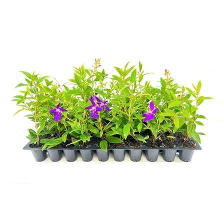 Tibouchina Dwarf Princess | 3 Live Plants | Tibouchina Urvilleana | Purple Flowering Shrub, Evergreen Tropical Plant, Patio Accent Plant, Low Maintenance, Fast Growing, Garden Landscaping