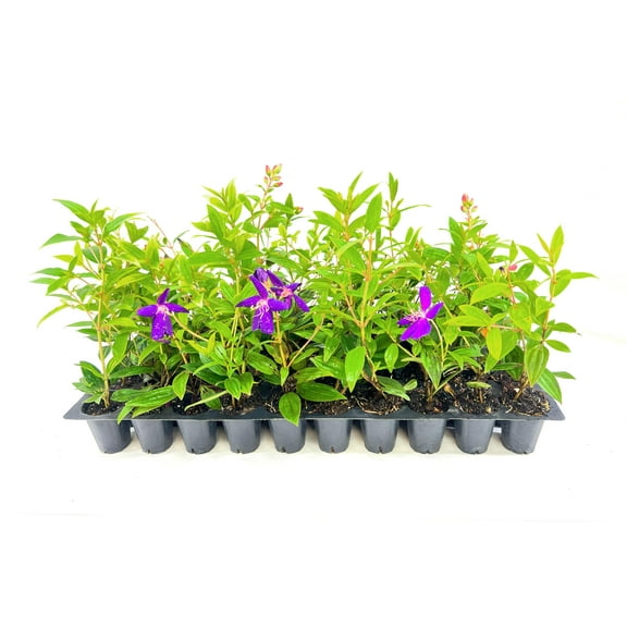 Tibouchina Dwarf Princess | 3 Live Plants | Tibouchina Urvilleana | Purple Flowering Shrub, Evergreen Tropical Plant, Patio Accent Plant, Low Maintenance, Fast Growing, Garden Landscaping