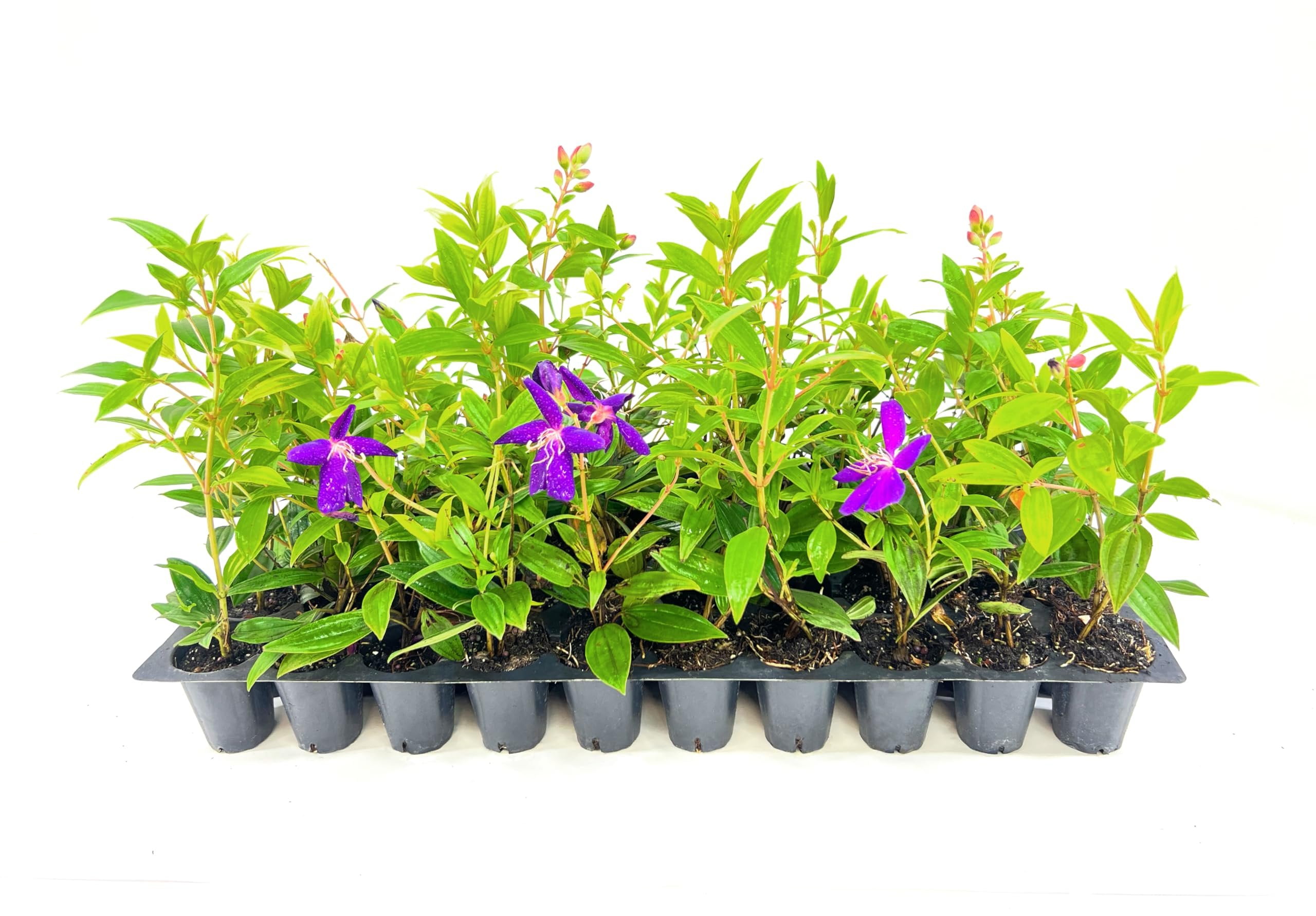 Tibouchina Dwarf Princess Flower I 10 Live Plants I Lepidotal Compact Size, Eye-Catching Purple Blooms, Heat-Tolerant, Ideal for Small Gardens and Containers
