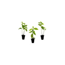 Tibouchina Urvilleana Athens Blue | 10 Live Plants | Stunning Purple-Blue Flowering Shrub | Ideal for Gardens & Landscaping | Vibrant Bloom & Lush Foliage