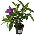 thumbnail image 1 of Tibouchina lepidota Ecuador Purple Princess Glory Bush 4 Inch Pot, 1 of 6