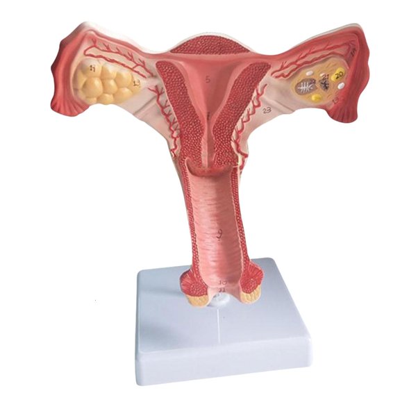 Tibvox Anatomical Female Reproductive System Model for Obstetric Training Demonstration