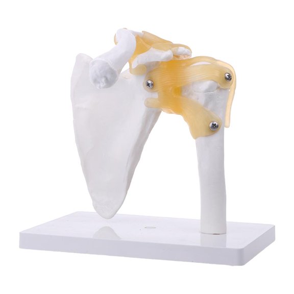 Tibvox Functional Anatomical Life Size Human Anatomy Skeleton Shoulder Joint Bone Muscl