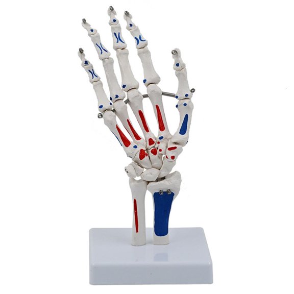 Tibvox Human Hand Joint Model with Wrist Ulnaand Radius Life Size Hand Skeleton Model