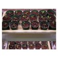 thumbnail image 1 of TickleMe Plant Co. TK30BK TickleMe Plant Classroom Kit, 1 of 1