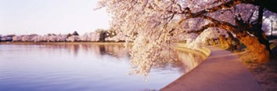 Tidal Basin Washington DC District Of Columbia USA Canvas Art - Panoramic Images (36 x 12)