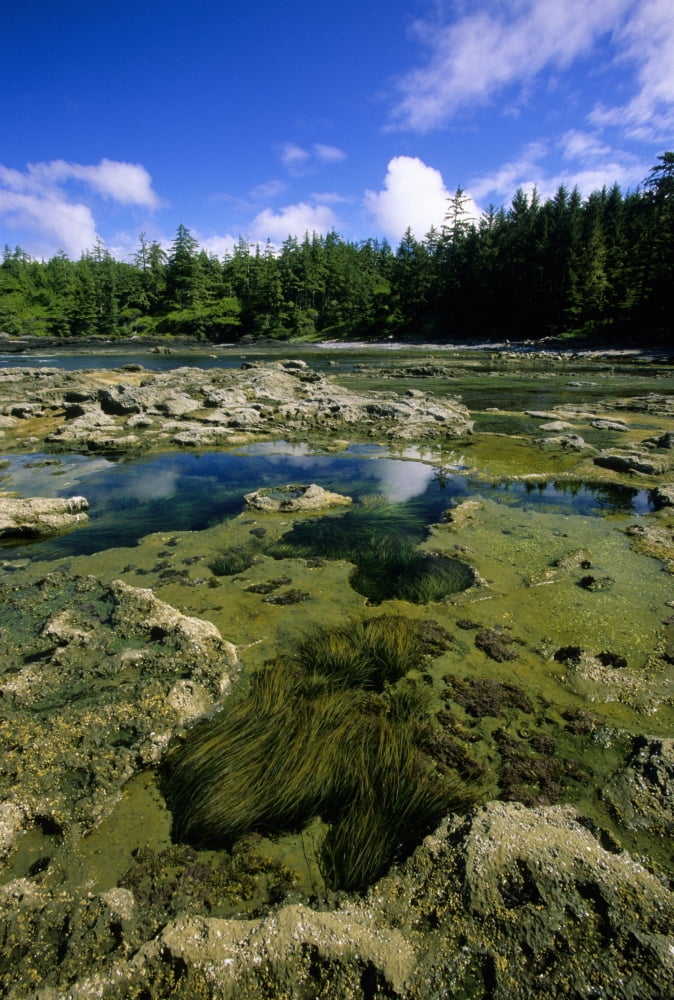 Tide Pools Botanical Beach Vancouver Island Bc Canvas Art - John Sylvester  Design Pics (22 x 34)