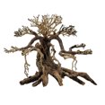 thumbnail image 1 of Tideline Savanna Bonsai, 1 of 1