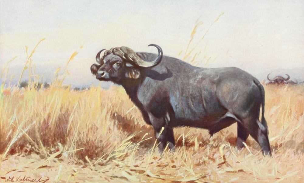 Tierleben 1920 American Buffalo Canvas Art - FW Kuhnert (18 x 24)