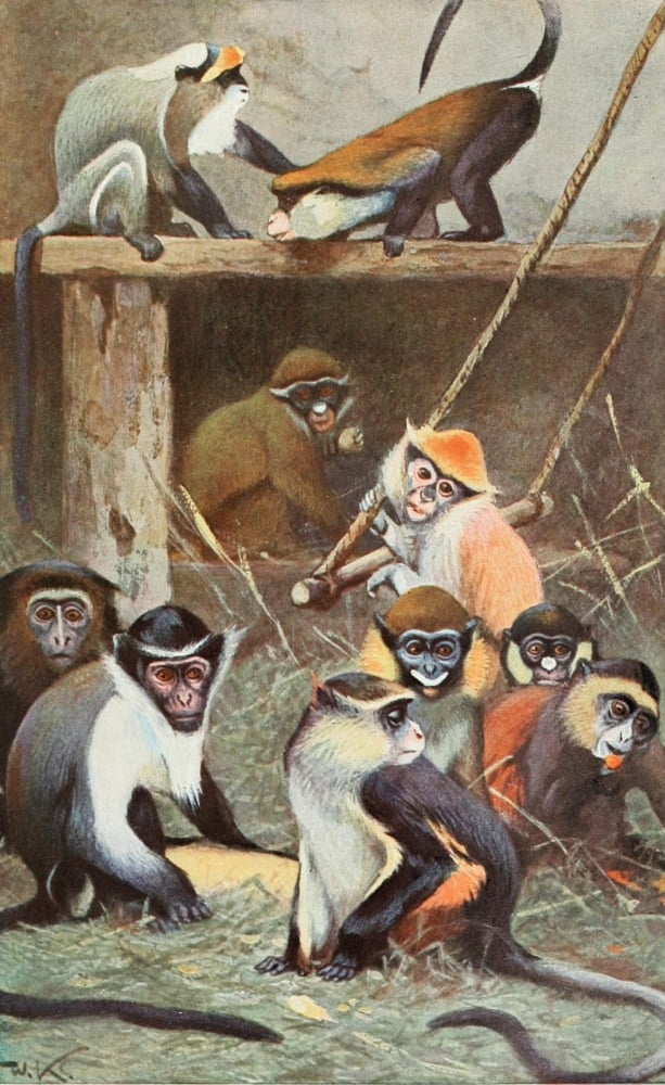 Tierleben 1920 Guenon Monkey Canvas Art - FW Kuhnert (18 x 24)