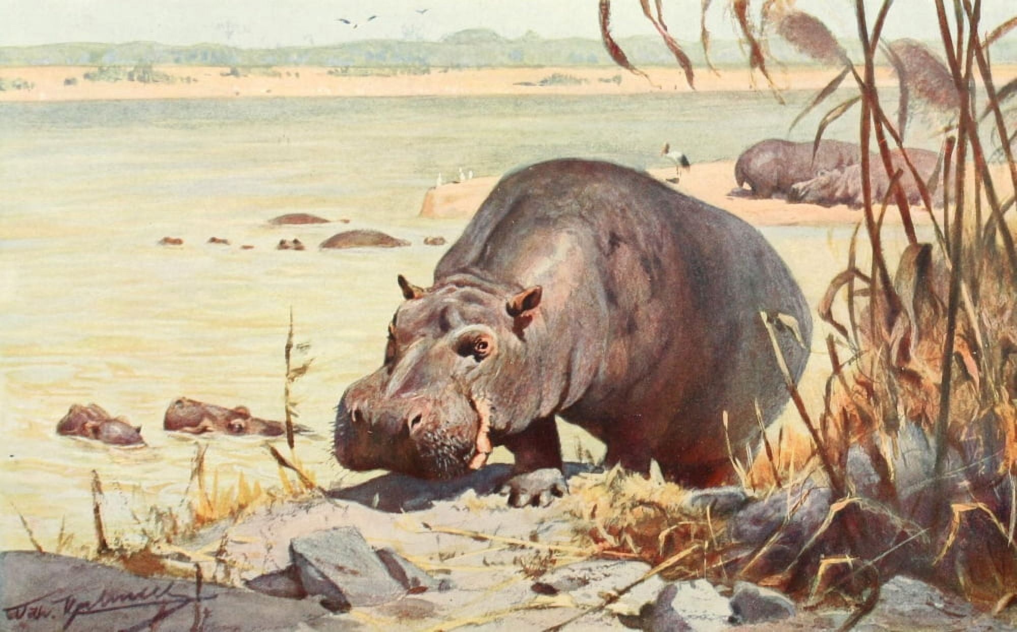 Tierleben 1920 Hippo Canvas Art - FW Kuhnert (18 x 24)