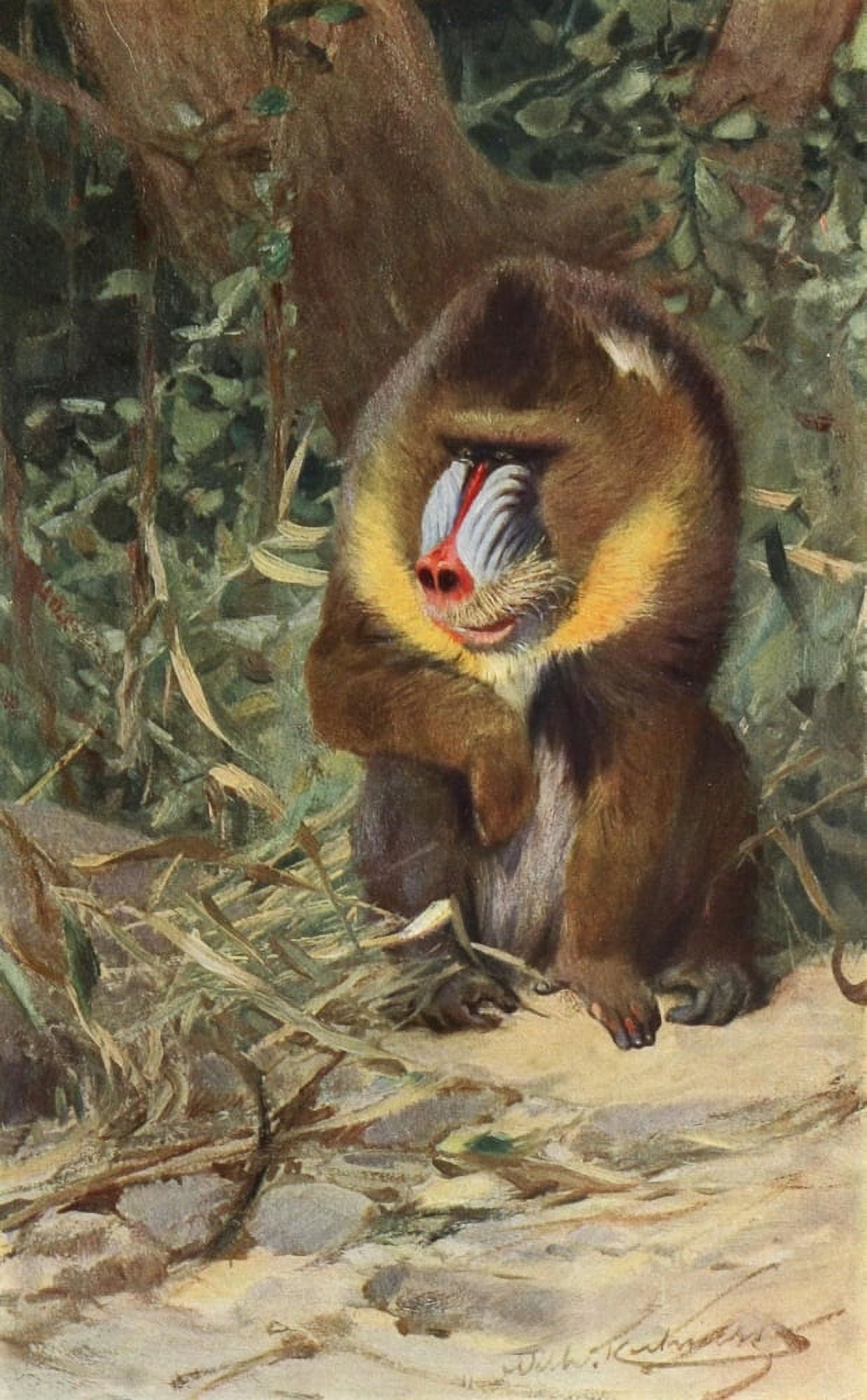 Tierleben 1920 Mandrill Canvas Art - FW Kuhnert (18 x 24)