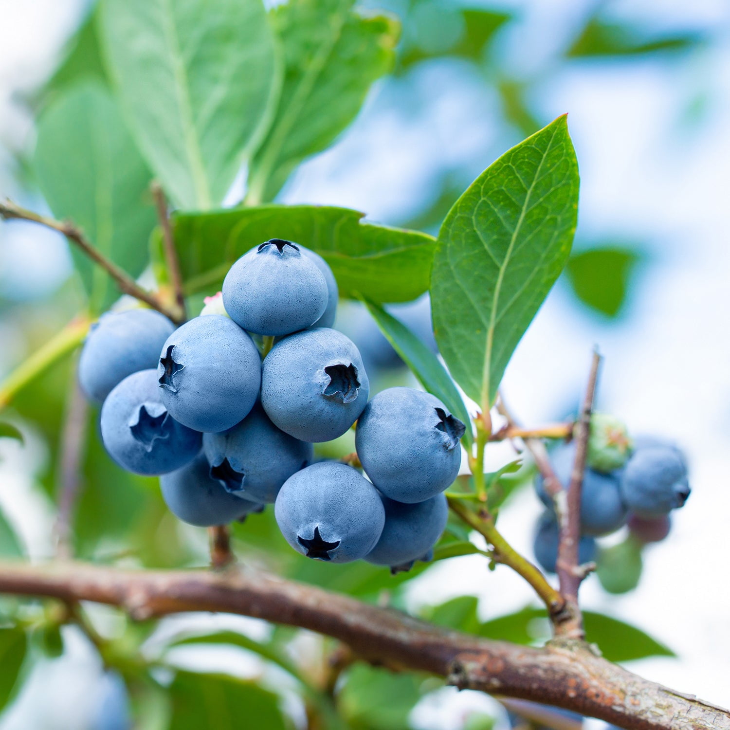Expert Gardener 3-4 ft tall Tifblue Rabbiteye Blueberry Live Shrub in 7-Gallon Grower Pot