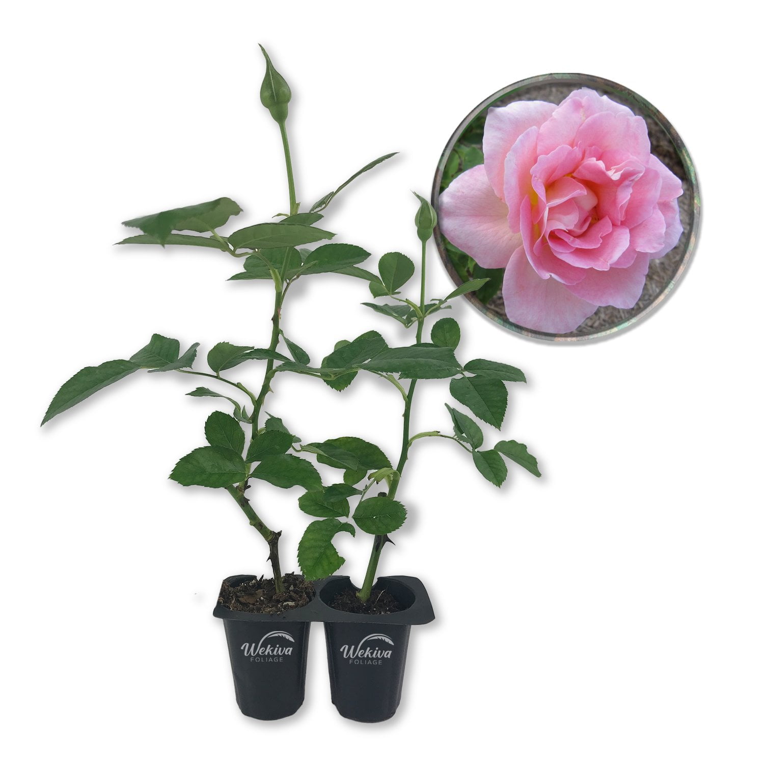 Tiffany Rose Bush - 2 Live Starter Plants in 2 Inch Pots - Beautifully ...