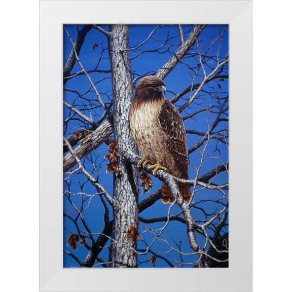 Tift, Jeff 11x14 White Modern Wood Framed Museum Art Print Titled - Red Tailed Hawk