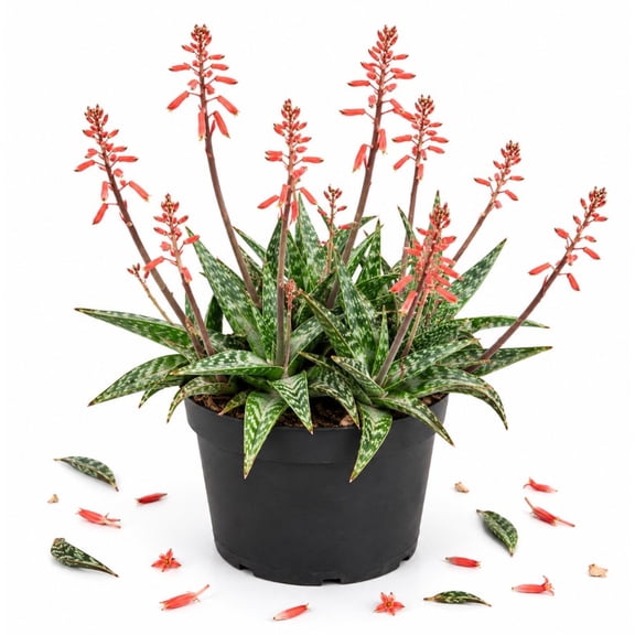 Tiger Aloe Live Plant in 4 Inch Pot, Aloe variegata Rare Succulent, Partridge Breast Aloe Houseplant for Indoor Decor, Containers and Succulent Collections