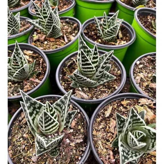 Tiger Aloe Live Plant in 4 Inch Pot, Aloe Variegata, Rare Succulent, Indoor and Outdoor Decorative Houseplant