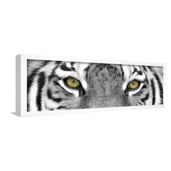 Tiger, Animals Framed Art Print Wall Art by PhotoINC Sold by Art.Com