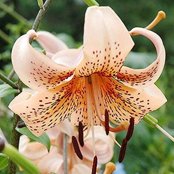 Tiger Babies Hybrid Lilies Flower Bulbs - 3 Lily Bulbs per Pack - Attracts Butterflies and Hummingbirds - Naturalizing - Perennializing - Easy to Grow Live Plants - Outdoor Garden
