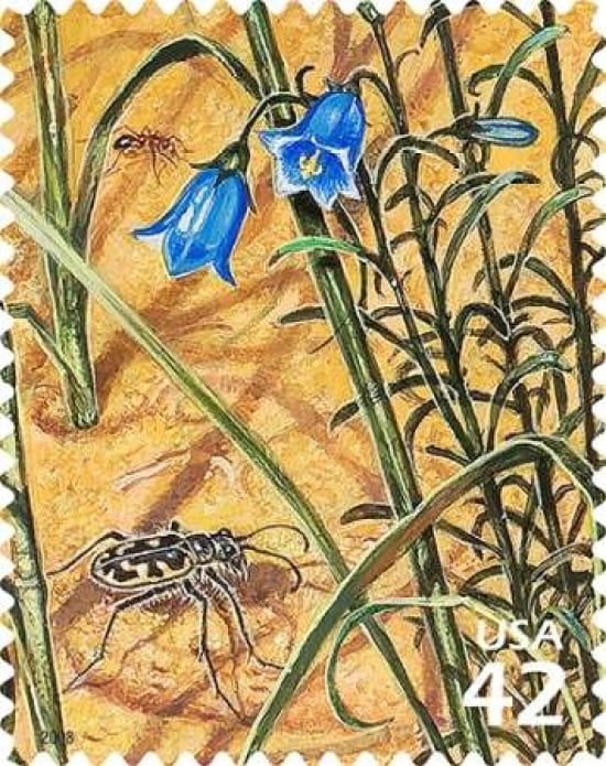 Tiger Beetle Canvas Art - US POSTAL SERVICE (24 x 30)