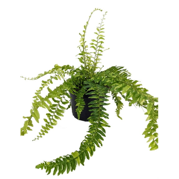Tiger Boston Fern - Nephrolepis - 6" Pot - NEW!