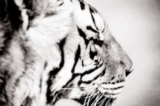 Tiger Canvas Art - Beth Wold (12 x 18)