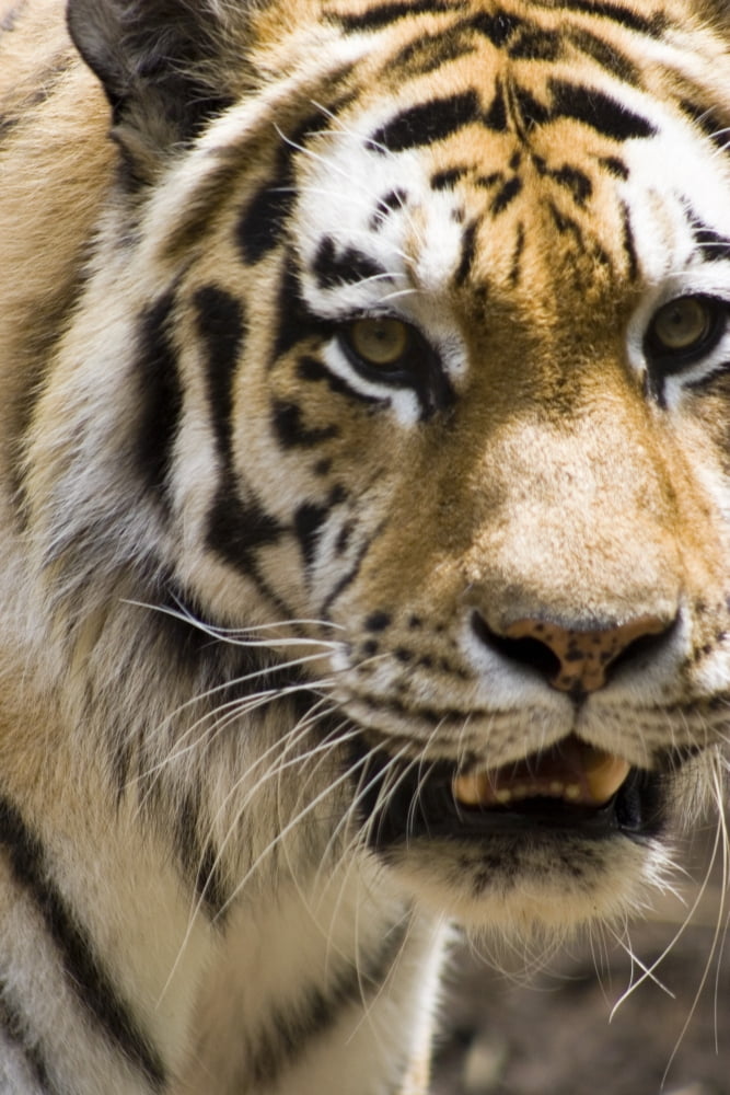 Tiger Canvas Art - Gregory Byerline Design Pics (11 x 17)