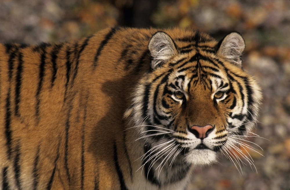 Tiger Canvas Art - Rebecca Grambo Design Pics (36 x 22)