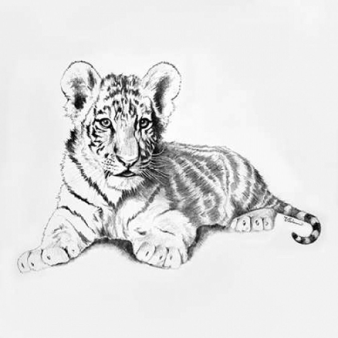 Tiger Canvas Art - Vivien Rhyan (24 x 24)