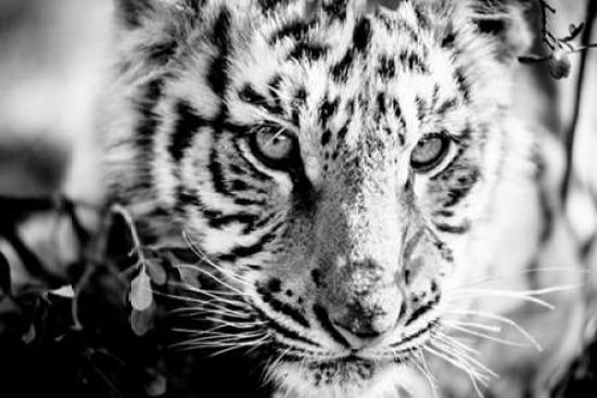 Tiger Cub I Canvas Art - Beth Wold (12 x 18)