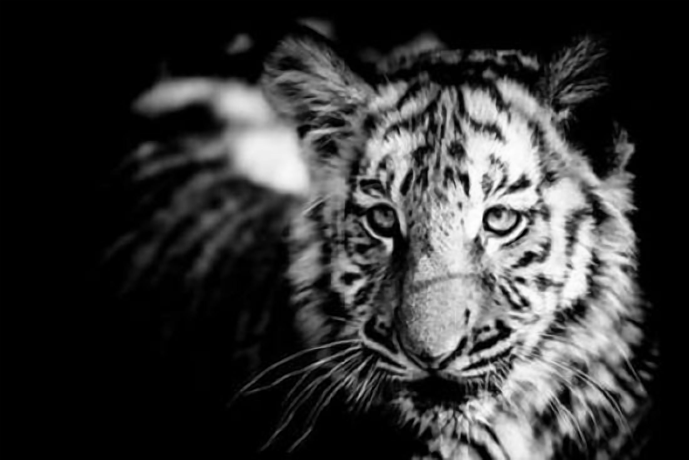 Tiger Cub II Canvas Art - Beth Wold (24 x 36)