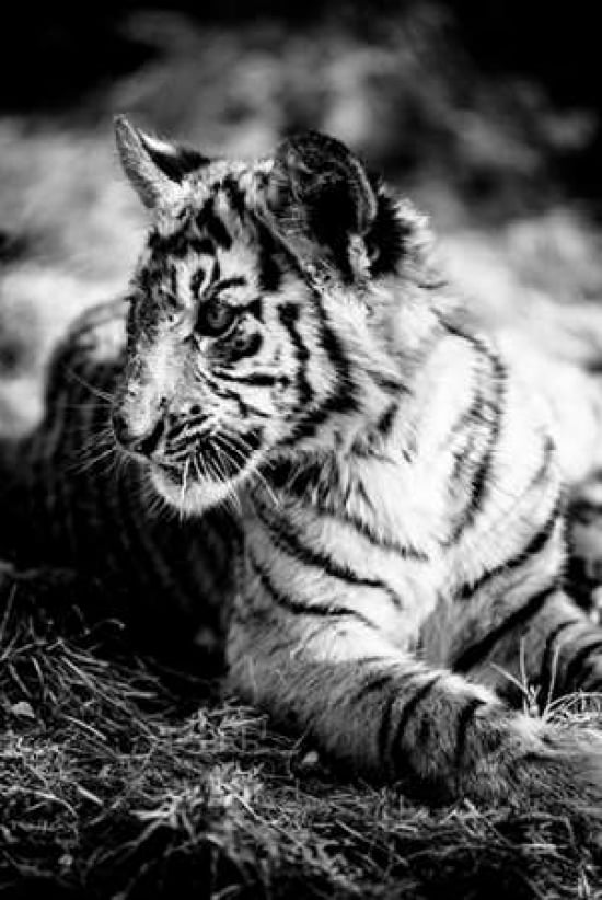 Tiger Cub III Canvas Art - Beth Wold (24 x 36)