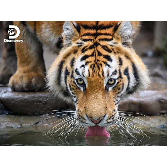 Tiger Discovery
