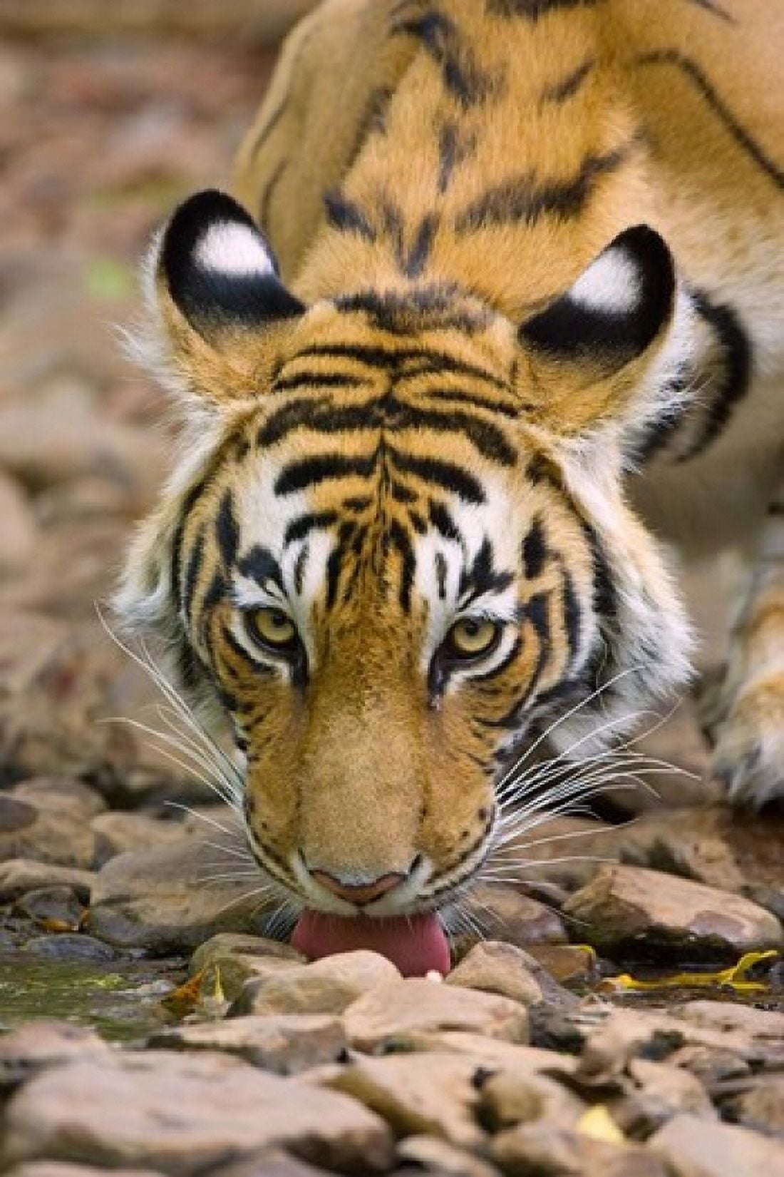 Tiger Drinking from A Creek Ranthambore National Park Rajasthan India Canvas Art - Philip Kramer DanitaDelimont (18 x 26)