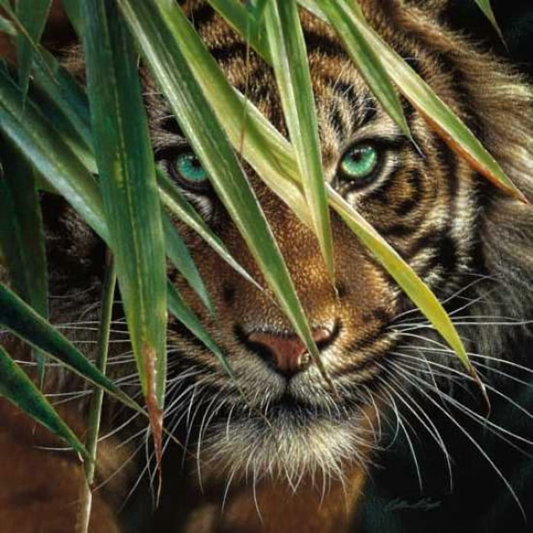 Tiger Eyes Canvas Art - Colin Bogle (24 x 24)