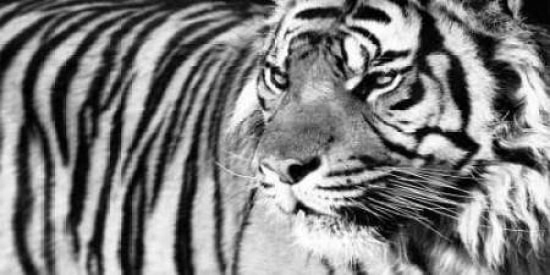 Tiger Eyes Canvas Art - Xavier Ortega (10 x 20)