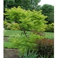thumbnail image 1 of Tiger Eyes® Sumac, 1 of 6