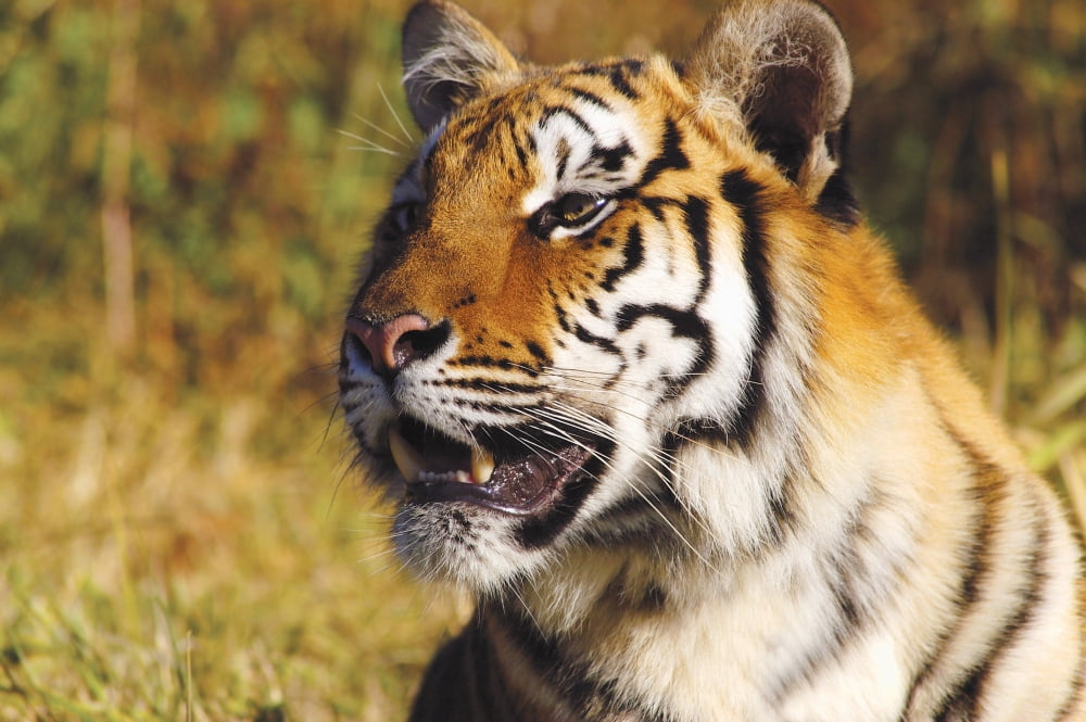 Tiger Head Shot Canvas Art - John Pitcher Design Pics (17 x 11)