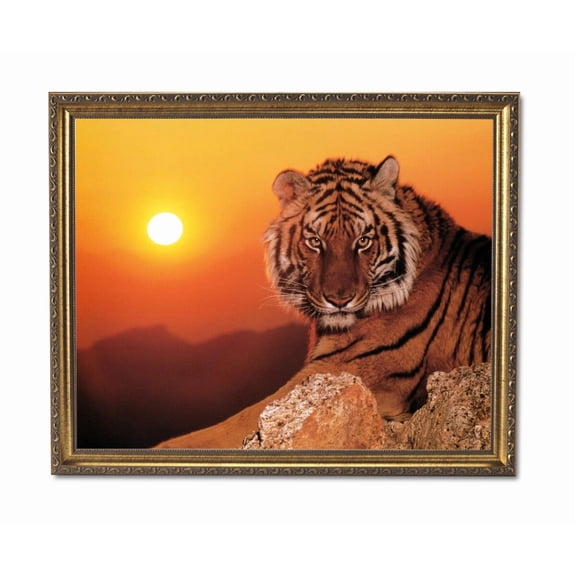 Tiger In The Wild At Sunset Wall Picture Gold Framed Art Print