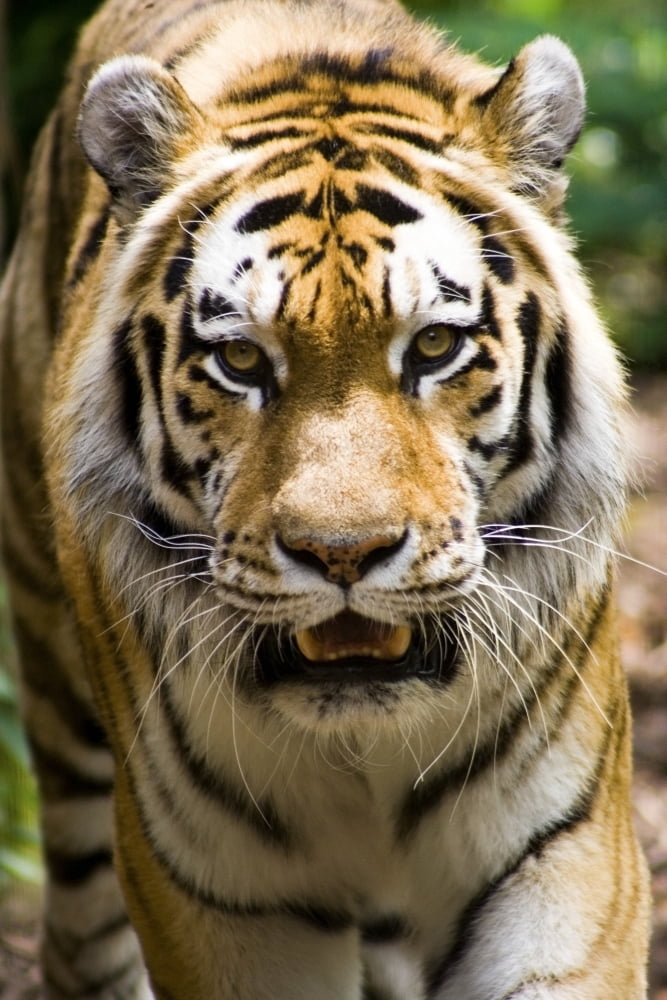 Tiger Indianapolis Zoo Indianapolis Usa Canvas Art - Gregory Byerline Design Pics (22 x 34)