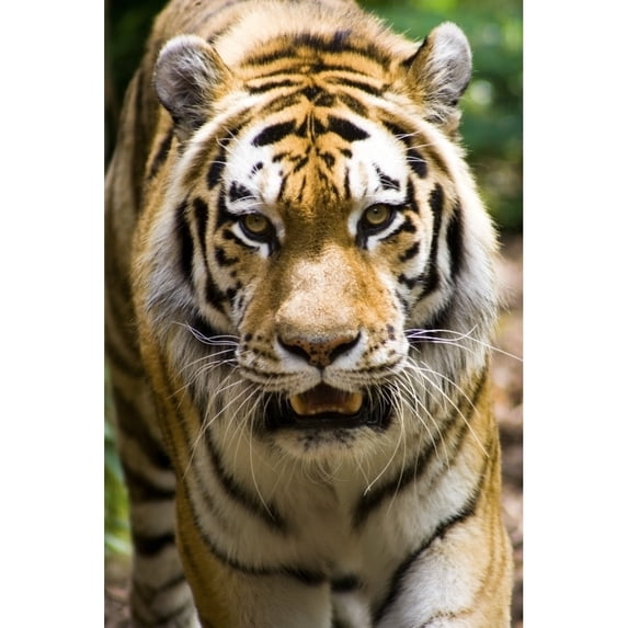 Tiger Indianapolis Zoo Indianapolis Usa Poster Print