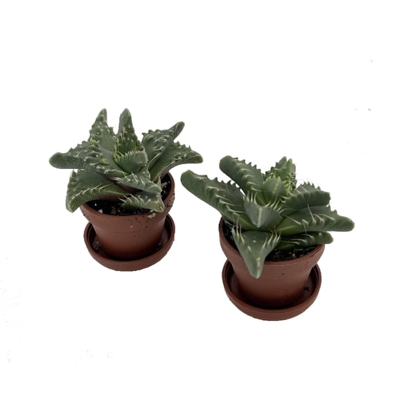 Tiger Jaws Plant - Faucaria tigrina - 2 Pack in 1" Pots with Saucer