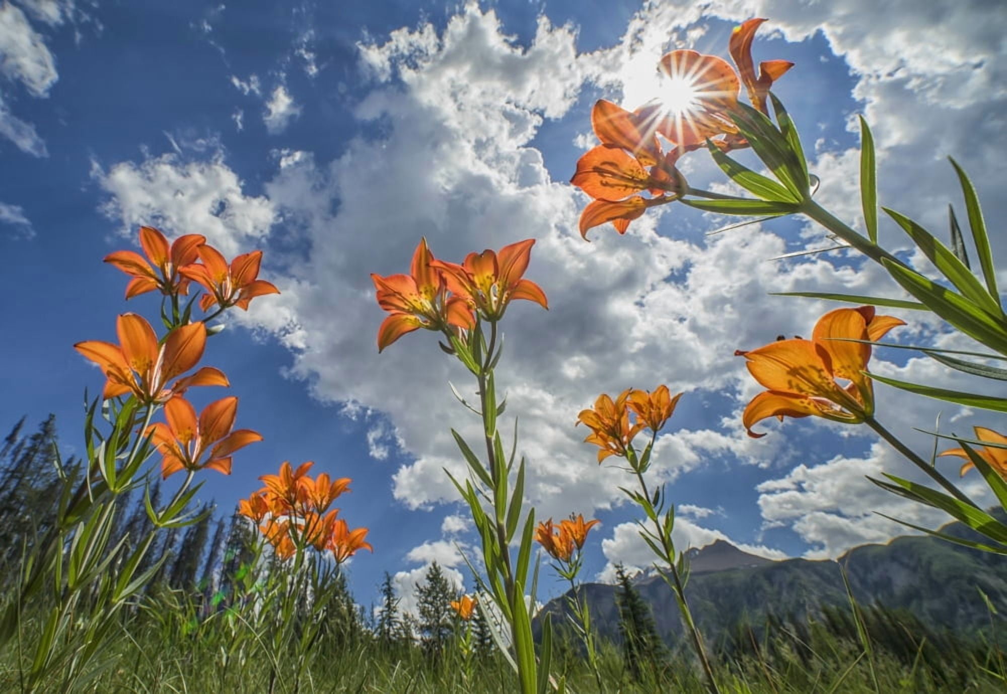 Tiger Liliies (Lilium Columbianum) sway in the wind as the sun filters down through them British Columbia Canada Canvas Art - Robert Postma Design Pics (36 x 24)